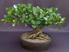 Green Island Ficus Bonsai Tree<br><i>(ficus microcarpa)</i>