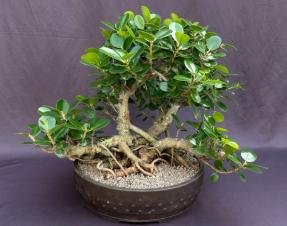 Green Island Ficus Bonsai Tree<br><i>(ficus microcarpa)</i>