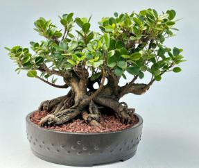 Green Island Ficus Bonsai Tree<br><i>(ficus microcarpa)</i>