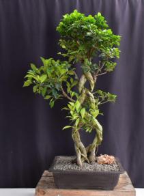 Fruiting Green Emerald Ficus Bonsai Tree<br>Braided Trunk <br><i>(ficus microcarpa)</i>