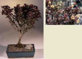 Barberry Bonsai Tree<br><i>(barberis concord)</i>