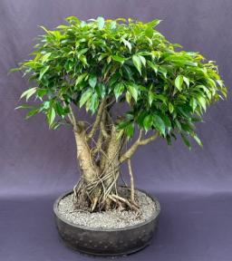 Ficus Philippinensis Bonsai Tree<br>Exposed Root & Banyan Style<br><i>(ficus philippenensis)</i>