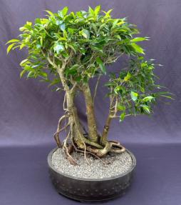Ficus Philippinensis Bonsai Tree<br>Exposed Root & Banyan Style<br><i>(ficus philippenensis)</i>
