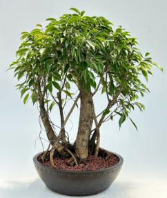 Ficus Philippinensis Bonsai Tree<br>Exposed Root & Banyan Style<br><i>(ficus philippenensis)</i>