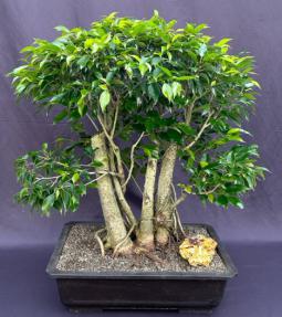 Ficus Philippinensis Bonsai Tree<br>Exposed Root & Banyan Style<br><i>(ficus philippenensis)</i>