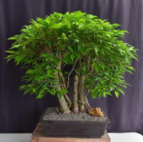 Ficus Philippinensis Bonsai Tree<br>Exposed Root & Banyan Style<br><i>(ficus philippenensis)</i>