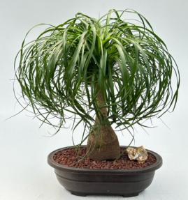 Ponytail Palm Bonsai Tree <br><i>(beaucamea recurvata)</i>