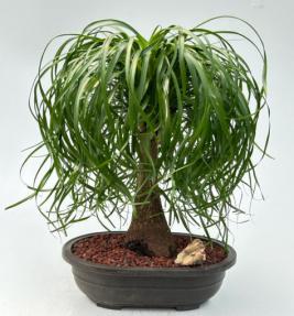 Ponytail Palm Bonsai Tree <br><i>(beaucamea recurvata)</i>