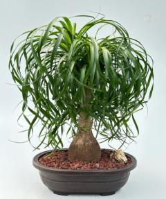 Ponytail Palm Bonsai Tree <br><i>(beaucamea recurvata)</i>