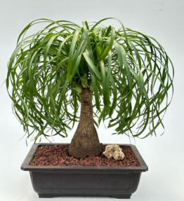 Ponytail Palm Bonsai Tree <br><i>(beaucamea recurvata)</i>