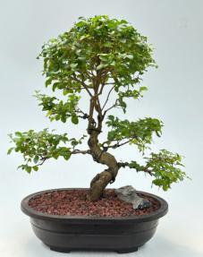 Flowering Ligustrum Bonsai Tree<br>Curved Trunk & Tiered Branching Style<br><i>(ligustrum lucidum)</i>