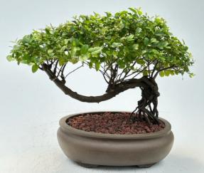 Flowering Sweet Plum Bonsai Tree<br><i>Semi Cascade Style<br>(sageretia theezans)</i>