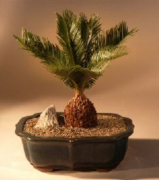 Sago Palm Bonsai Tree<br><i>(cycas revoluta)</i>