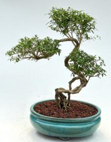 Chinese Flowering White Serissa<br> Bonsai Tree of a Thousand Stars <br>Curved Trunk Style<br>(serissa japonica)</i>