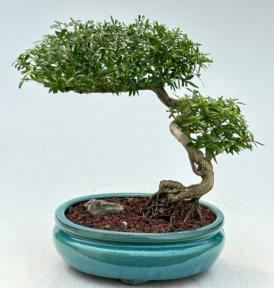 Chinese Flowering White Serissa <br>Bonsai Tree of a Thousand Stars <br>Semi Cascade Style<br>(serissa japonica)</i>