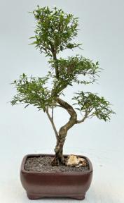 Chinese Flowering White Serissa<br> Bonsai Tree of a Thousand Stars <br>Curved Trunk Style<br>(serissa japonica)</i>