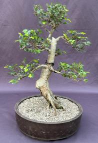 Chinese Elm Bonsai Tree<br><i>Tiered Branching Style<br>(ulmus parvifolia)</i>