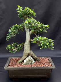 Chinese Elm Bonsai Tree<br>Root Over Rock Style<br><i>(ulmus parvifolia)</i>