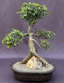 Chinese Elm Bonsai Tree<br>Root Over Rock Style<br><i>(ulmus parvifolia)</i>