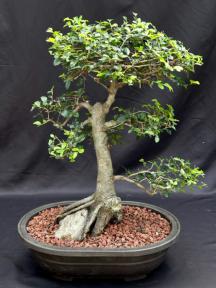 Chinese Elm Bonsai Tree<br>Root Over Rock Style<br><i>(ulmus parvifolia)</i>