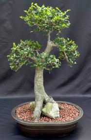 Chinese Elm Bonsai Tree<br>Root Over Rock Style<br><i>(ulmus parvifolia)</i>