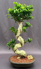 Fruiting Green Emerald Ficus Bonsai Tree<br>Curved Trunk & Tiered Branching<br><i>(ficus microcarpa)</i>