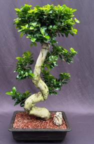 Fruiting Green Emerald Ficus Bonsai Tree<br>Curved Trunk & Tiered Branching<br><i>(ficus microcarpa)</i>