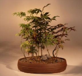 Japanese Red/Green Maple Bonsai Tree<br><i>(acer palmatum)</i>