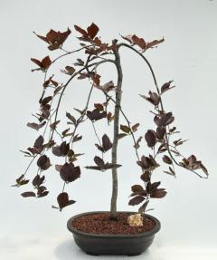 Weeping Purple Beech Bonsai Tree<br><i>(fagus sylvatica 'purpurea pendula')</i>