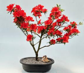 Flowering Red Azalea Bonsai Tree<br><i>('Hino Crimson' (Kurume)</i>