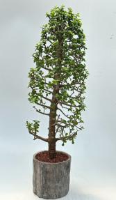 Baby Jade Bonsai Tree<br><i>(Portulacaria Afra)</i>