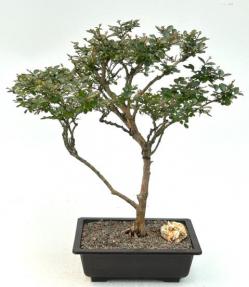 Flowering Diamond Dazzle Crape Myrtle Bonsai Tree<br>(Lagerstroemia 'PIILAG I')