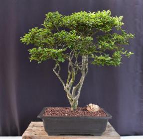 Flowering Diamond Dazzle Crape Myrtle Bonsai Tree<br>(Lagerstroemia 'PIILAG I')