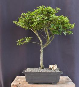 Flowering Razzle Dazzle Crape Myrtle Bonsai Tree<br>(Lagerstroemia 'Gamad I')