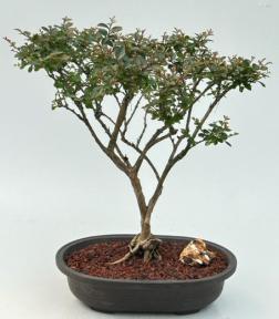 Flowering Razzle Dazzle Crape Myrtle Bonsai Tree<br>(Lagerstroemia 'Gamad I')