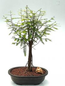 Bald Cypress Bonsai Tree<br><i>(taxodium distichum)</i>