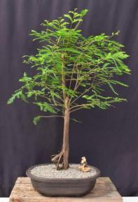 Bald Cypress Bonsai Tree<br><i>(taxodium distichum)</i>