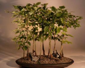 Japanese Beech Bonsai Tree - Forest<br><i>(fagus crenata)</i>