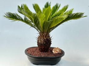 Sago Palm Bonsai Tree<br><i>(cycas revoluta)</i>