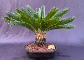 Sago Palm Bonsai Tree<br><i>(cycas revoluta)</i>