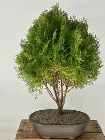 Gold Lawson Cypress Bonsai Tree<br><i>(Chamaecyparis lawsoniana 'Kelleriis Gold')