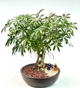 Hawaiian Umbrella Bonsai Tree<br>Coiled Trunk Banyan Style<br><i>(arboricola schefflera 'luseanne')</i>