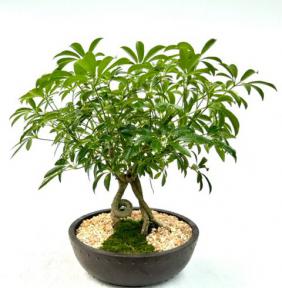 Hawaiian Umbrella Bonsai Tree<br>Coiled & Braided Trunk<br><i>(arboricola schefflera 'luseanne')</i>