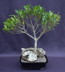 Ficus Retusa Bonsai Tree<br>Root over Rock Style <br><i>(ficus retusa)</i>