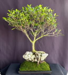 Ficus Retusa Bonsai Tree<br>Root over Rock Style <br><i>(ficus retusa)</i>