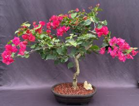 Flowering Bougainvillea Bonsai Tree<br><i>(Pink Pixie)</i>