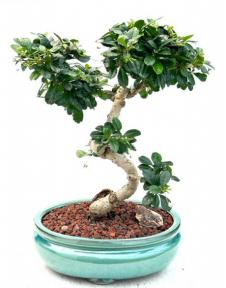 Flowering Fukien Tea Bonsai Tree<br>Curved Trunk Style<br><i>(ehretia microphylla)</i>