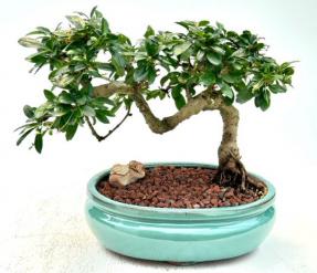 Flowering Fukien Tea Bonsai Tree<br>Semi Cascade Style<br>(ehretia microphylla)</i>