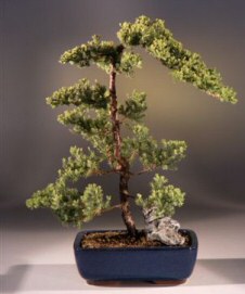 Juniper Bonsai Tree - Trained<br><i>(juniper procumbens nana)</i>