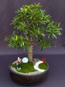 Willow Leaf Ficus Bonsai Tree<br>Golf Landscape Scene<br><i>(Ficus Nerifolia/Salisafolia) </i>